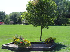 flower bed in front of tree